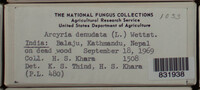 Arcyria denudata image